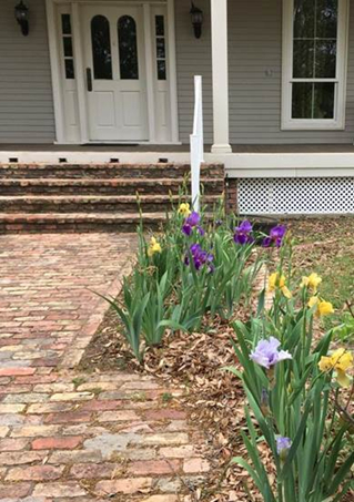 The irises the kids planted blooming in Spring 2021