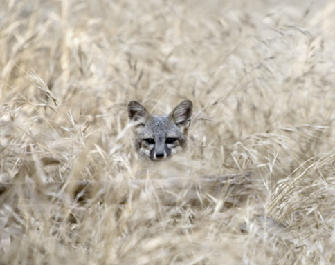 Santa Cruz Island Fox