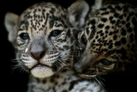 Jaguar cubs