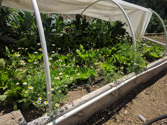 Raised bed/hoop garden