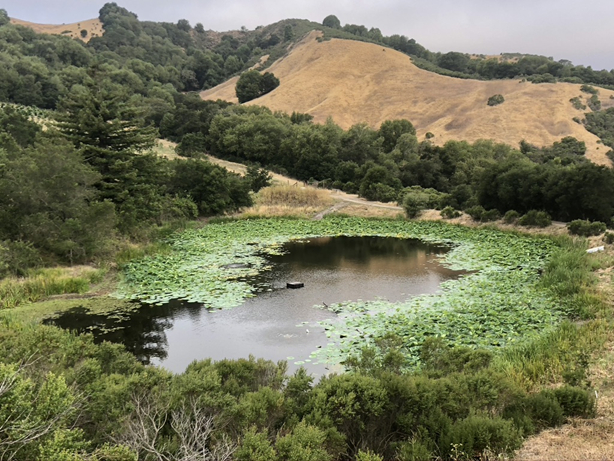 Lotus pond