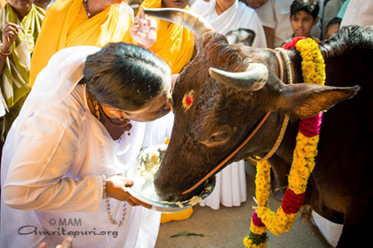 Amma blesses a bull for Mattu Pongal