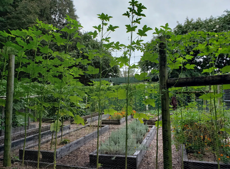 Mature veggie garden