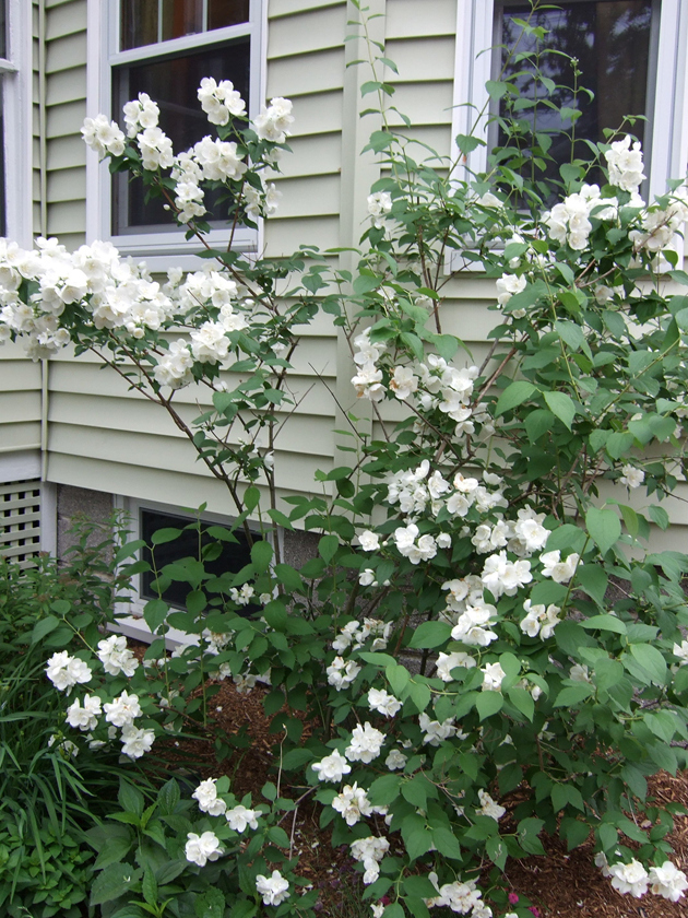 Fragrant Mock Orange in the late Spring