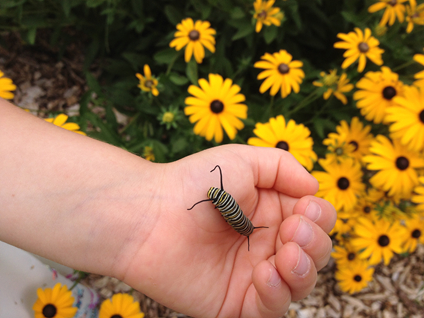 Monarch caterpillar