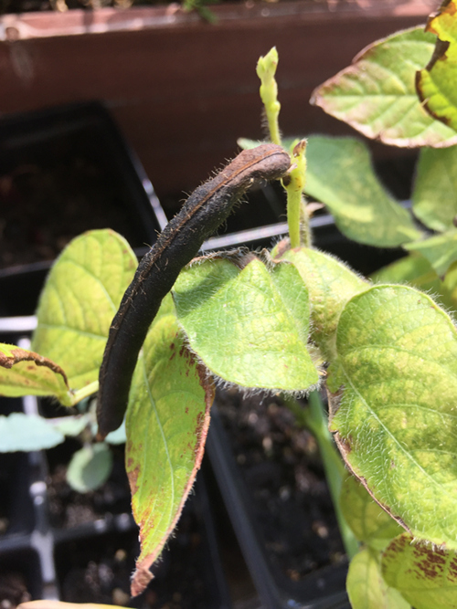 Ripe mung bean pod