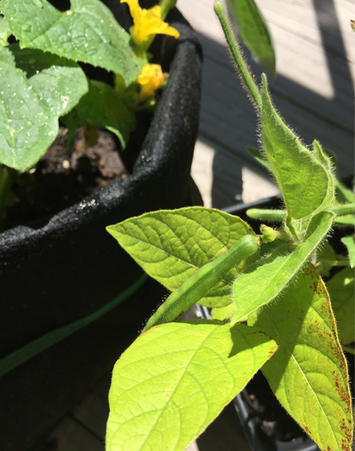 Green mung bean pod