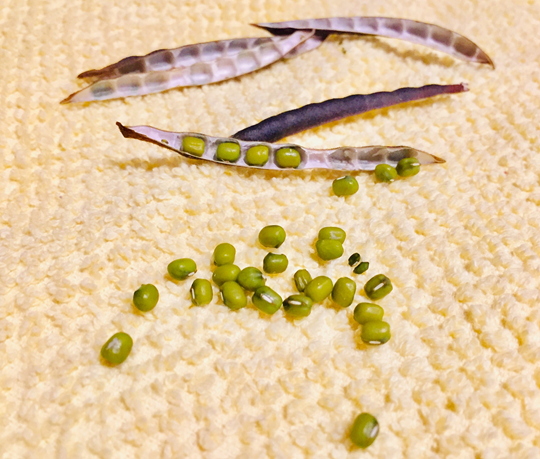 Shelled mung beans