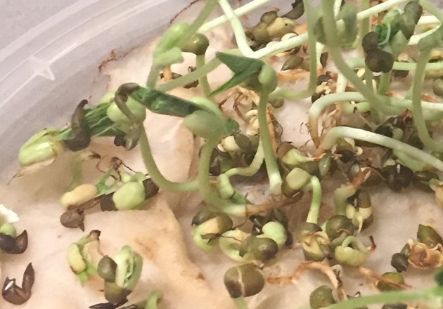 Mung bean sprouts