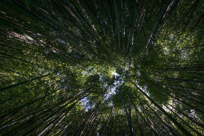 Courtesy Stefan Steinbauer - (Gazing up in the forest )