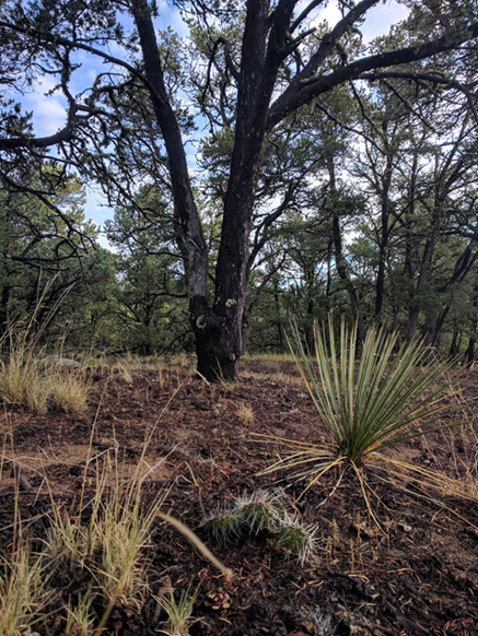 New Mexico forest