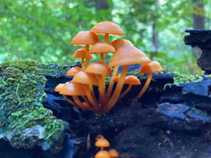 Orange mushrooms