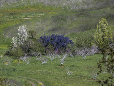 In Support of Prairies and Pollinators