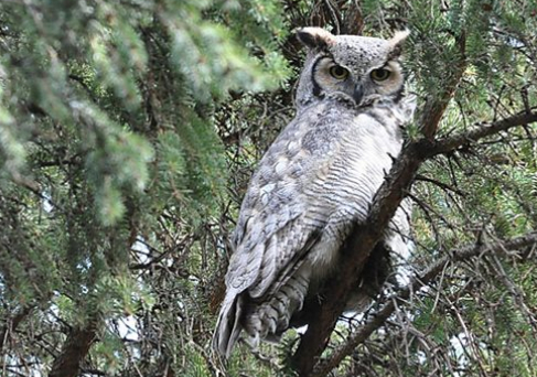 Great Horned Owl