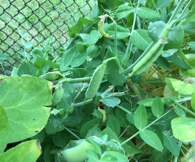 Snap peas