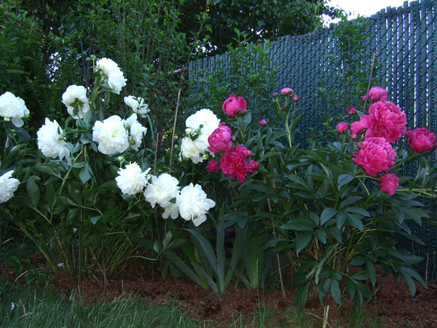 Peonies with stakes