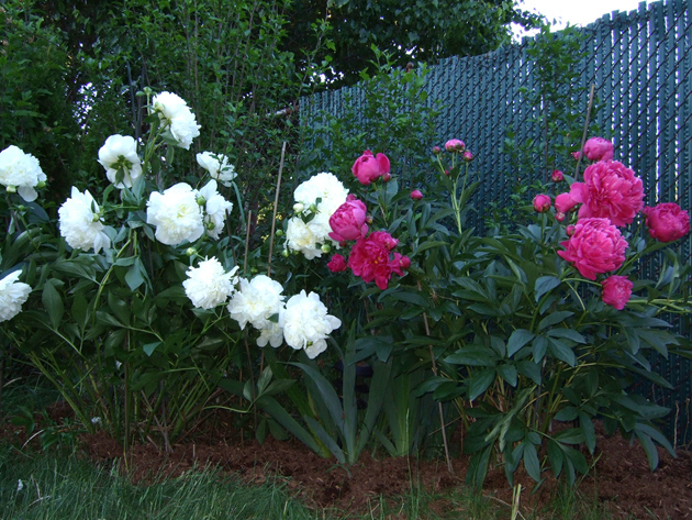 Peonies