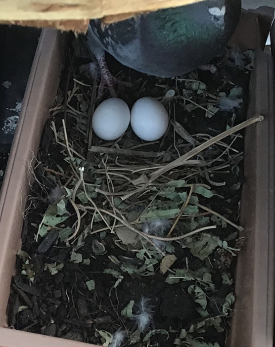 Pigeon eggs