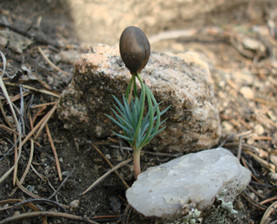 Pinon seedling