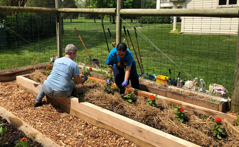 Planting marigolds