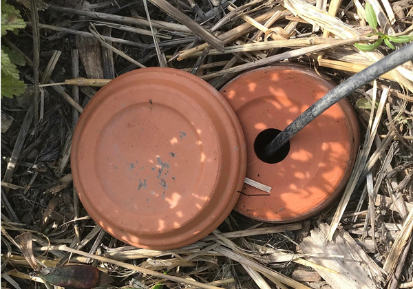 Olla in the ground with saucer lid and drip line feeding it
