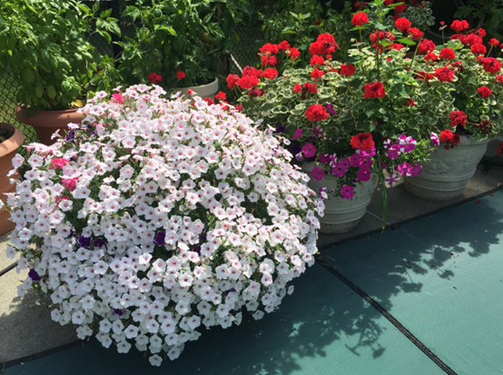 Potted flowers