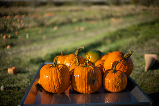 Pumpkin Patch