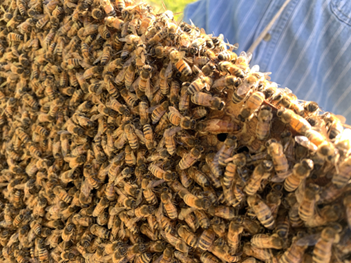 Bees swarm around the queen
