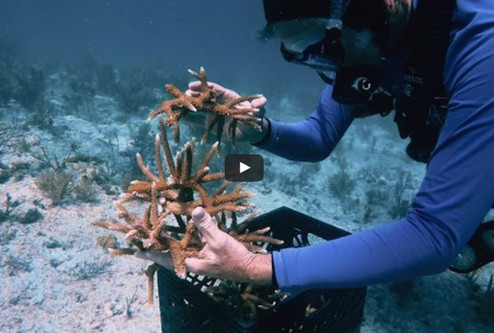 Great Big Story video about creating coral gardens