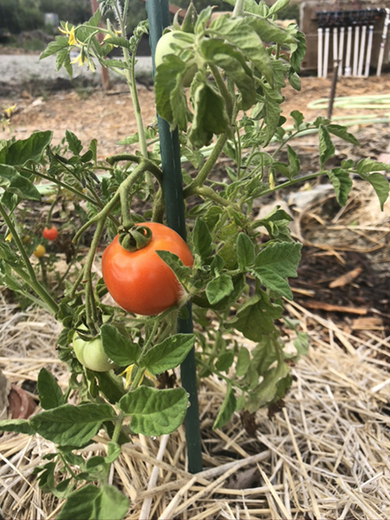 Ripe tomatoir