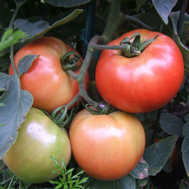 Tomatoes on the vine