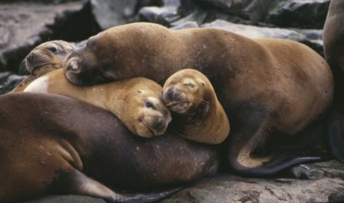 Chilean sea lions photographed in Patagonia - Getty Images