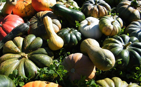 Winter squash harvest