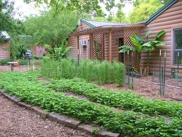 Strawberries, cilantro and tomato plants starting to grow in May