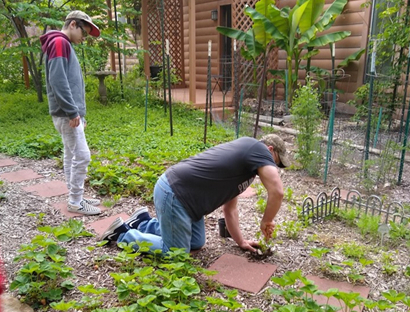 Digging strawberries