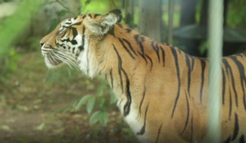 Nepalese tiger