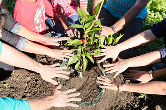 Many hands make trees grow