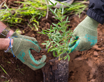 How to Keep Trees Alive