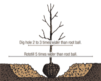 How to Plant Your Trees