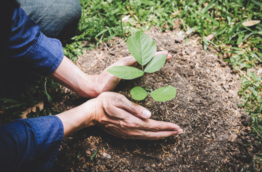 Planting a tree