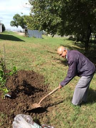 Digging a hole for a tree