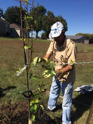 Tree just planted