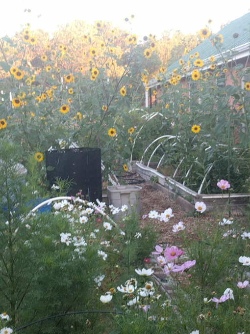 Volunteer wildflowers