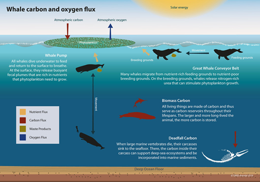 Whale economics