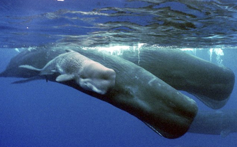 Whale mother with calf