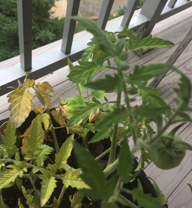 Yellow leaves on the tomatos